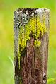 Dock Post
